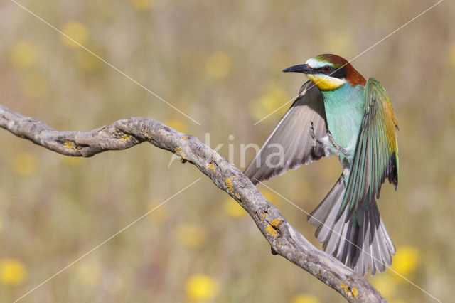 European Bee-eater (Merops apiaster)