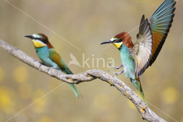 European Bee-eater (Merops apiaster)