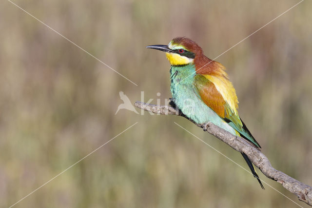 European Bee-eater (Merops apiaster)