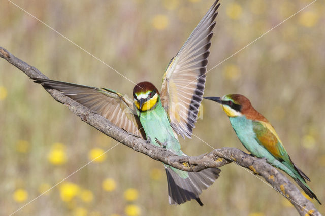 European Bee-eater (Merops apiaster)