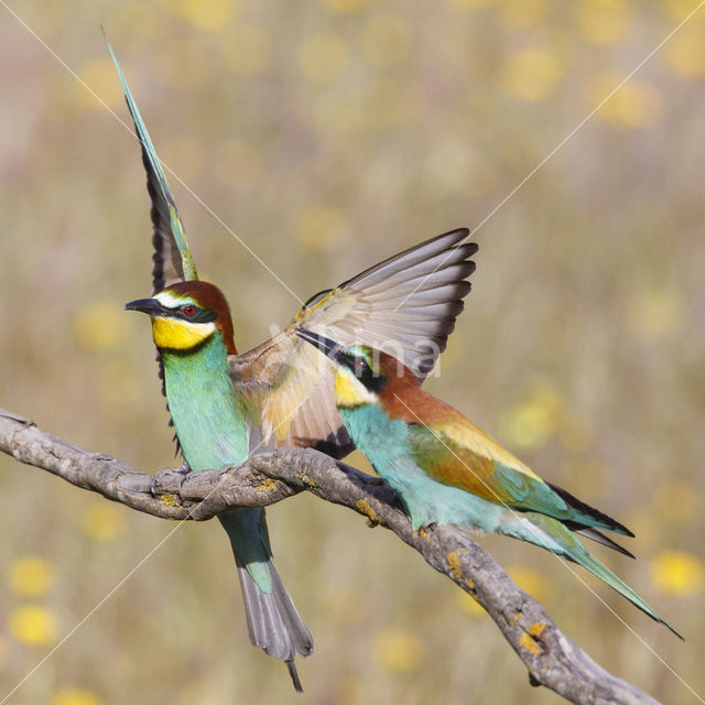 Europese Bijeneter (Merops apiaster)