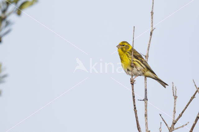 European Serin (Serinus serinus)