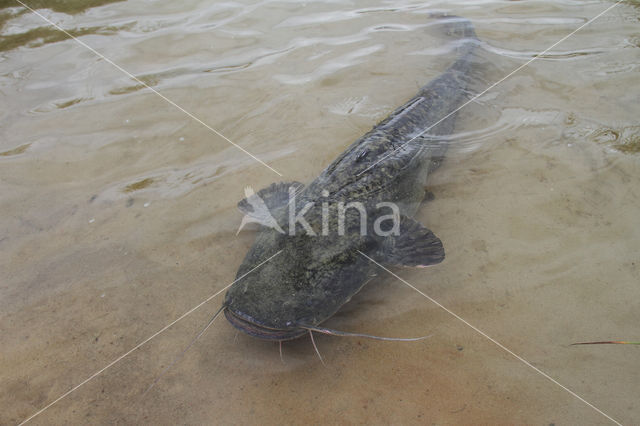 Europese meerval (Silurus glanis)