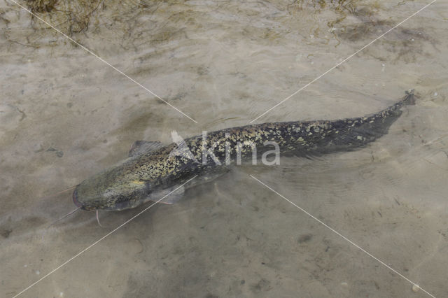 Europese meerval (Silurus glanis)