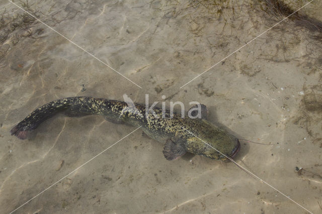 Europese meerval (Silurus glanis)
