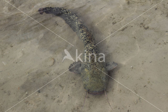 Wels catfish