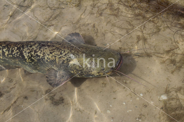 Europese meerval (Silurus glanis)