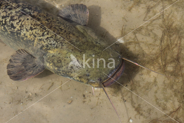 Wels catfish