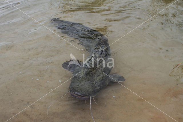 Wels catfish