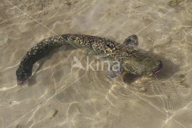 Europese meerval (Silurus glanis)