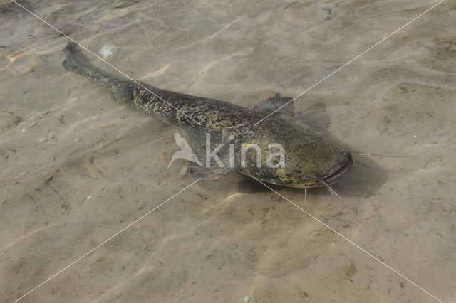 Wels catfish