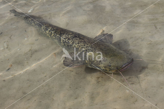 Wels catfish