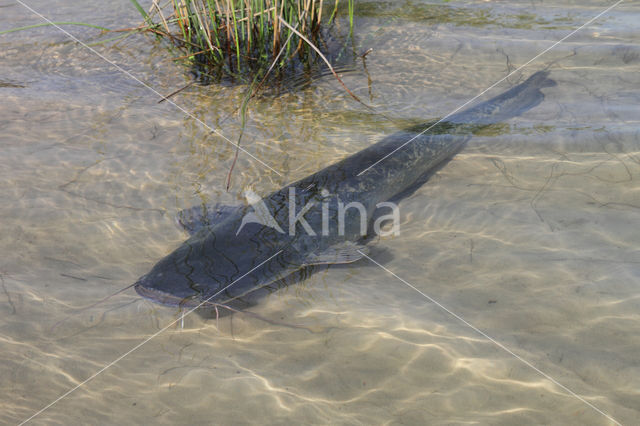 Europese meerval (Silurus glanis)