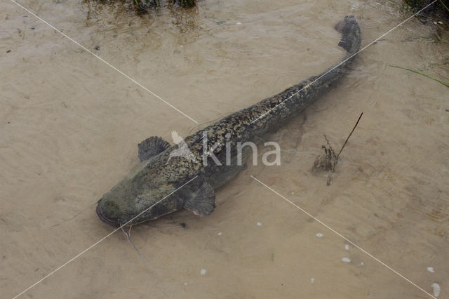 Wels catfish