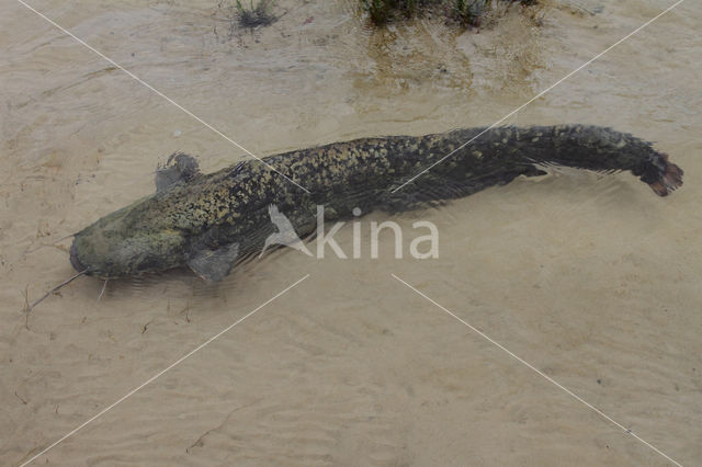 Wels catfish