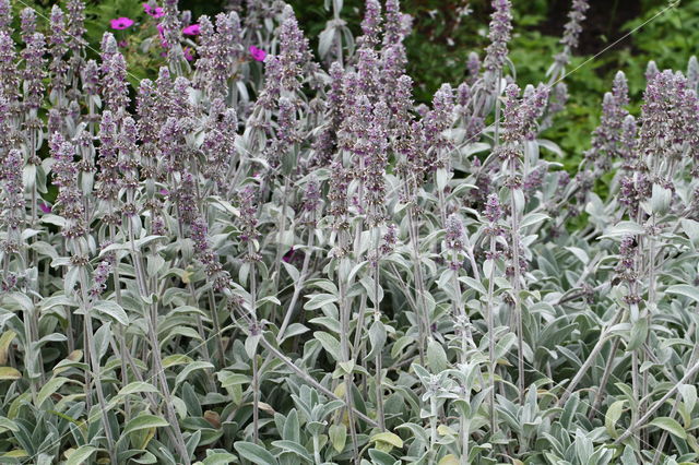 woolly hedgenettle (Stachys byzantina)