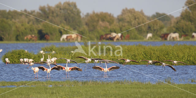 Greater Flamingo (Phoenicopterus ruber)