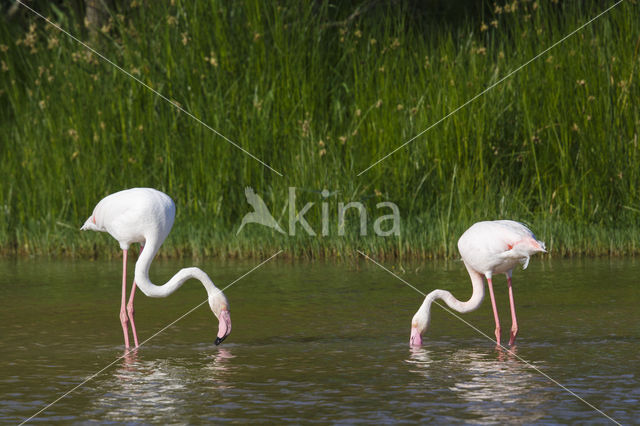 Flamingo (Phoenicopterus ruber)