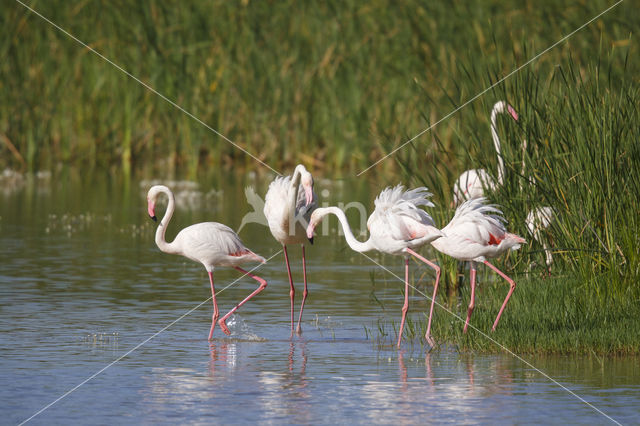 Flamingo (Phoenicopterus ruber)