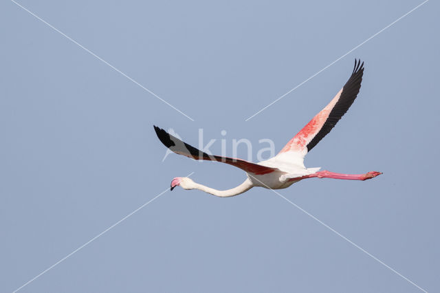 Flamingo (Phoenicopterus ruber)