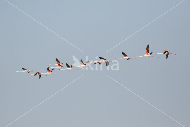 Greater Flamingo (Phoenicopterus ruber)