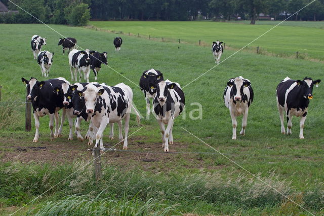 Mottled Cow (Bos domesticus)