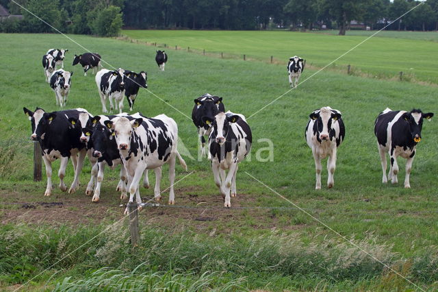 Fries hollandse zwartbonte Koe (Bos domesticus)