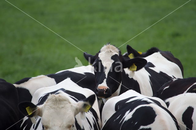 Mottled Cow (Bos domesticus)