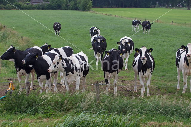 Fries hollandse zwartbonte Koe (Bos domesticus)