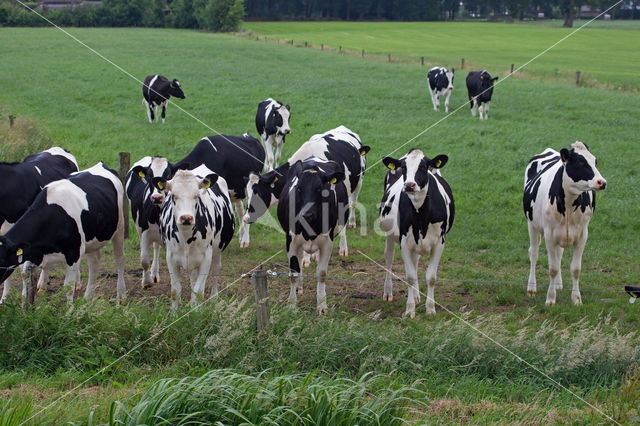 Fries hollandse zwartbonte Koe (Bos domesticus)