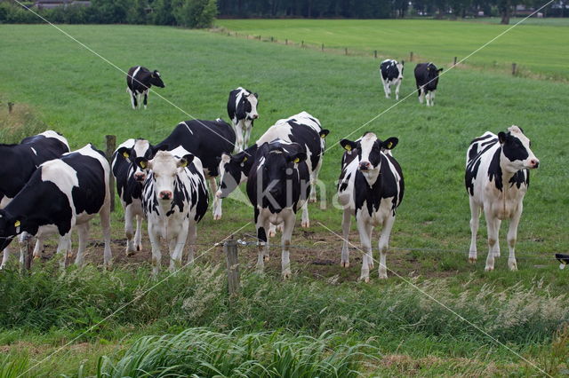 Fries hollandse zwartbonte Koe (Bos domesticus)