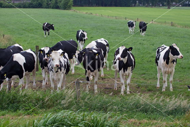 Mottled Cow (Bos domesticus)