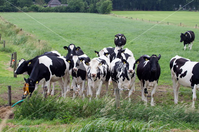 Fries hollandse zwartbonte Koe (Bos domesticus)