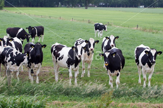 Mottled Cow (Bos domesticus)