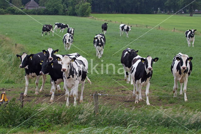 Fries hollandse zwartbonte Koe (Bos domesticus)