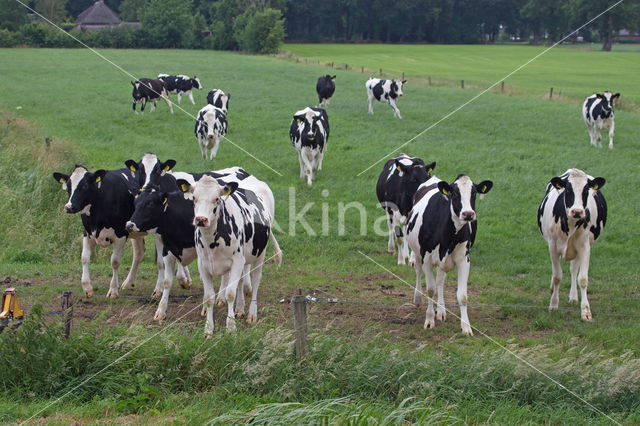 Mottled Cow (Bos domesticus)