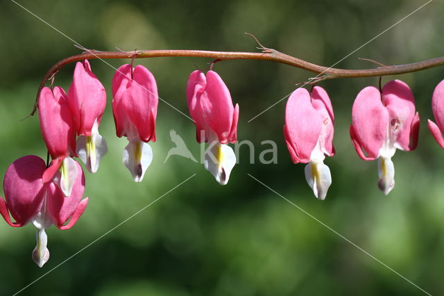 Gebroken hartje (Dicentra)