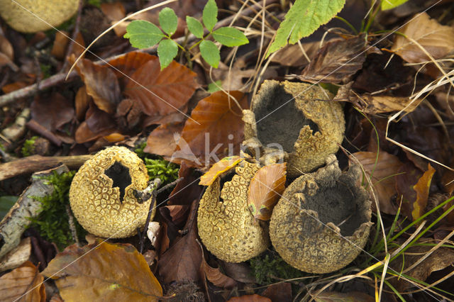 Gele aardappelbovist (Scleroderma citrinum)