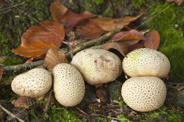 Gele aardappelbovist (Scleroderma citrinum)