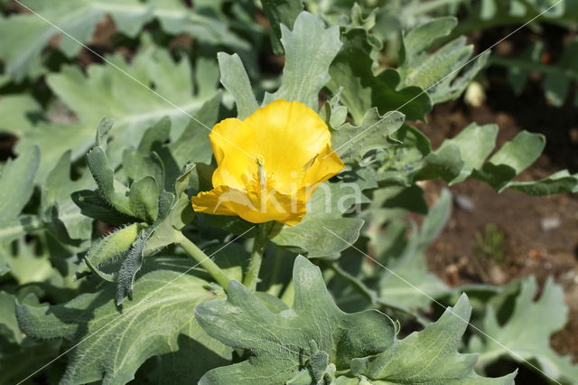 Yellow Horned-poppy (Glaucium flavum)