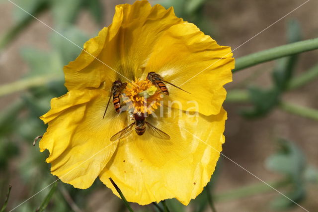 Yellow Horned-poppy (Glaucium flavum)