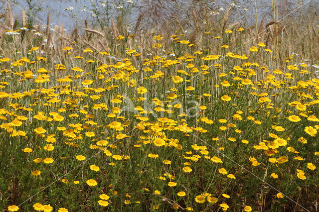 Yellow Chamomile (Anthemis tinctoria)