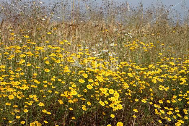 Yellow Chamomile (Anthemis tinctoria)