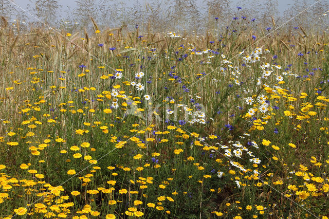 Gele kamille (Anthemis tinctoria)