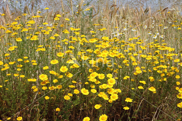 Gele kamille (Anthemis tinctoria)