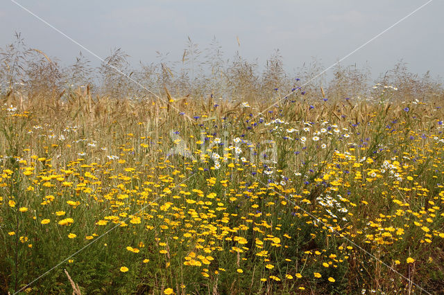 Gele kamille (Anthemis tinctoria)