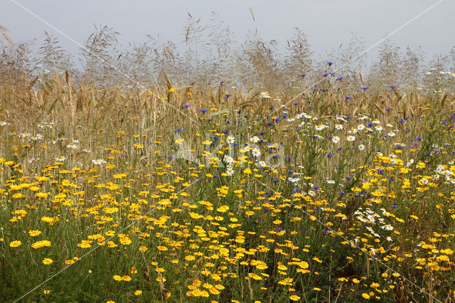 Gele kamille (Anthemis tinctoria)