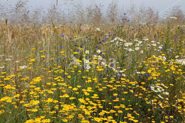 Gele kamille (Anthemis tinctoria)