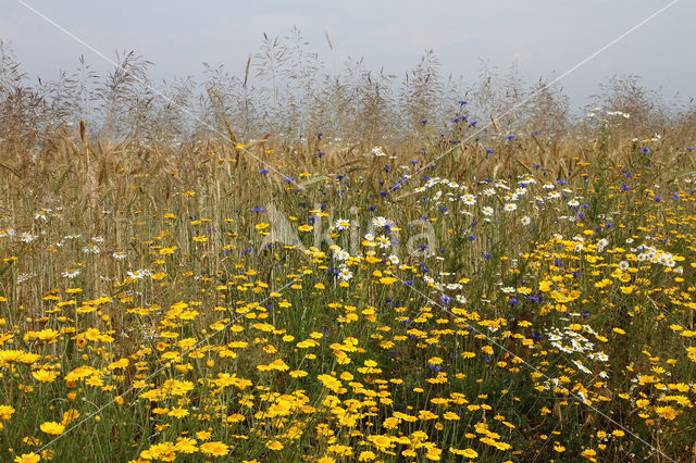 Gele kamille (Anthemis tinctoria)