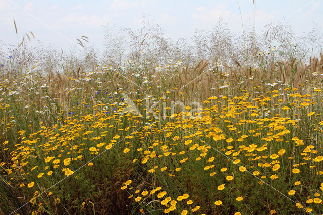 Gele kamille (Anthemis tinctoria)